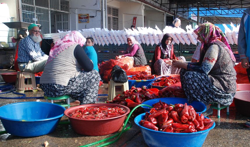 Niğde’de organik salça sezonu başladı
