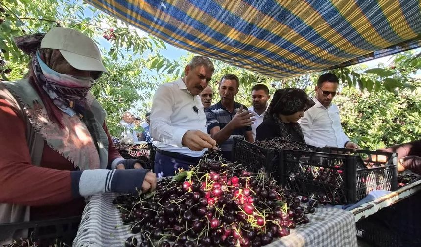 Gümüşler Tumlu Yaylası’nda Kiraz Hasadı ve Yol Sevinci