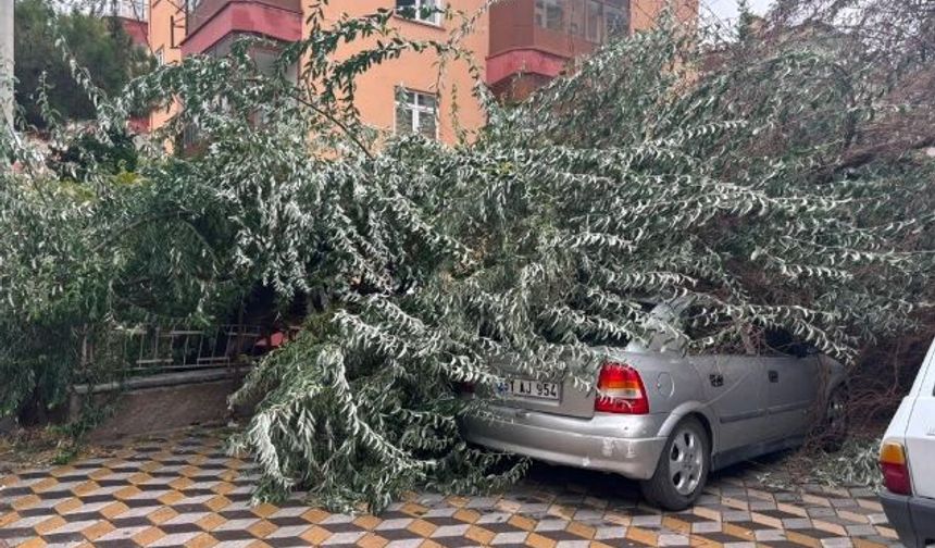Yağış Sonrası Ağaç Otomobilin Üzerine Devrildi