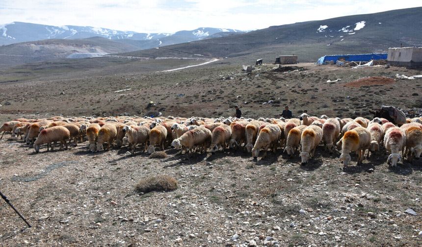 Niğde’de küçükbaş hayvancılara destek!