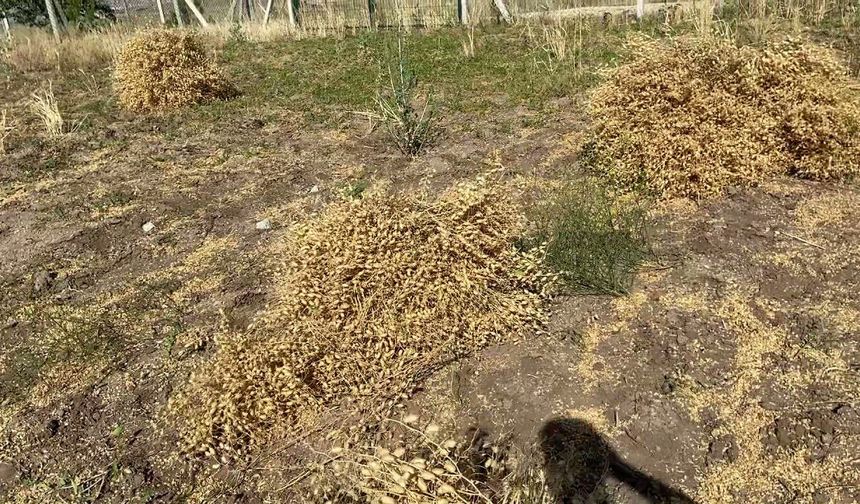 Niğde’de Nohut Hasadı Başladı