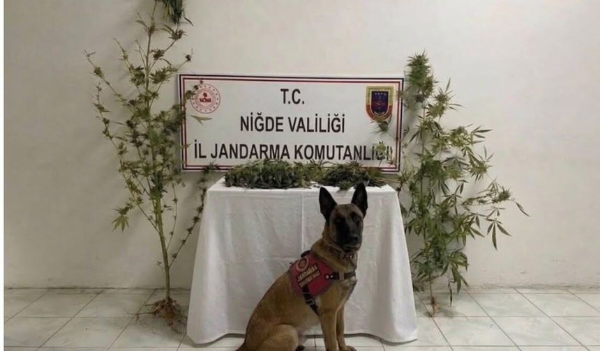 Ulukışla’da Zararlı Madde Operasyonu