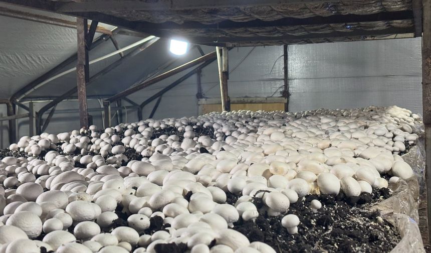 Bor’da Yeni Mantar Üretim Tesisi Faaliyete Başladı