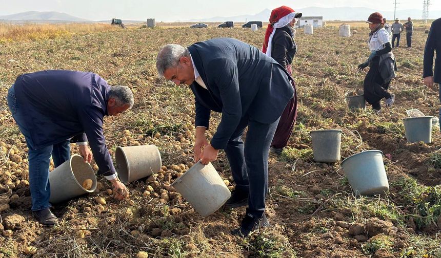 Milletvekili Uzkurt Patates Hasadı Yaptı