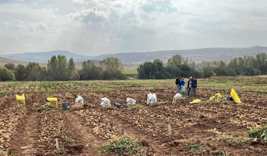 Patates Araştırma Enstitüsünün Deneme Hasatları Kayseri’de Yapıldı