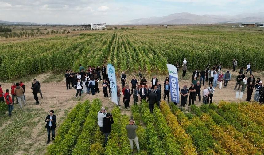 NÖHÜ’de Silajlık Soya Fasülyesi Denemeleri